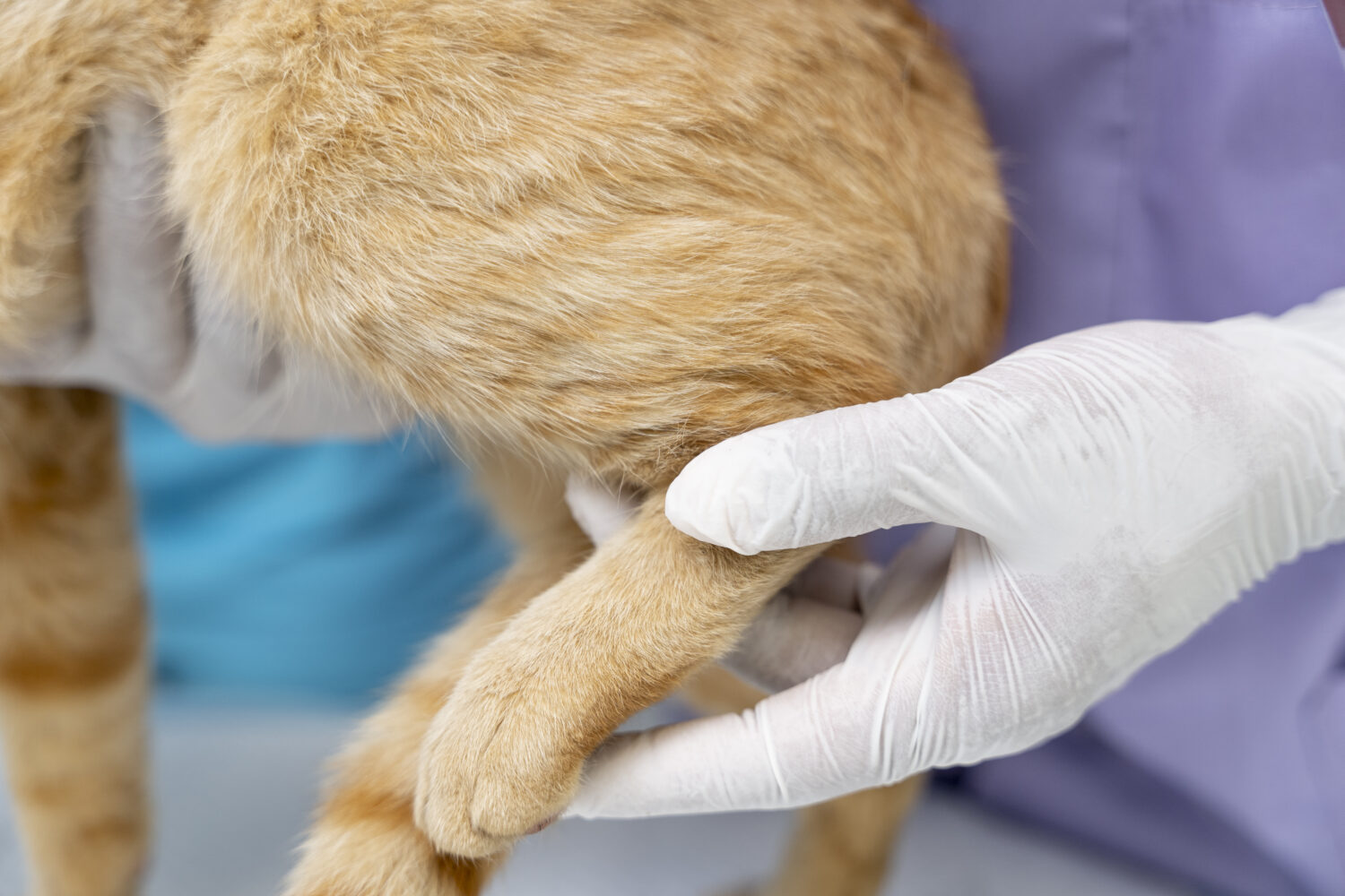 Изображение Что такое тромбоэмболия? Что такое тромбоэмболия? | close up veterinarian taking care pet