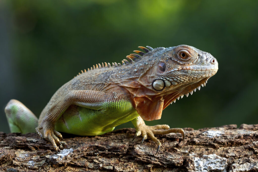 Изображение Болезни игуан Болезни игуан | beautiful red iguana closeup head wood 1024x683