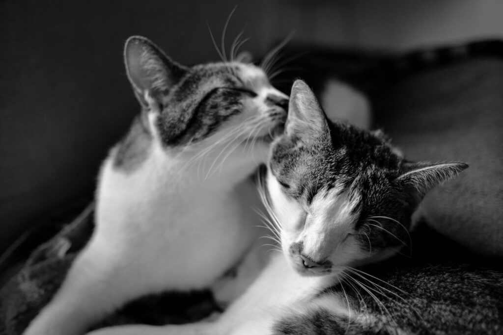 кошка, кот, ветеринар Пермь, ветврач Пермь, как подружить котов, как подружить кошек кошка, кот, ветеринар Пермь, ветврач Пермь, как подружить котов, как подружить кошек