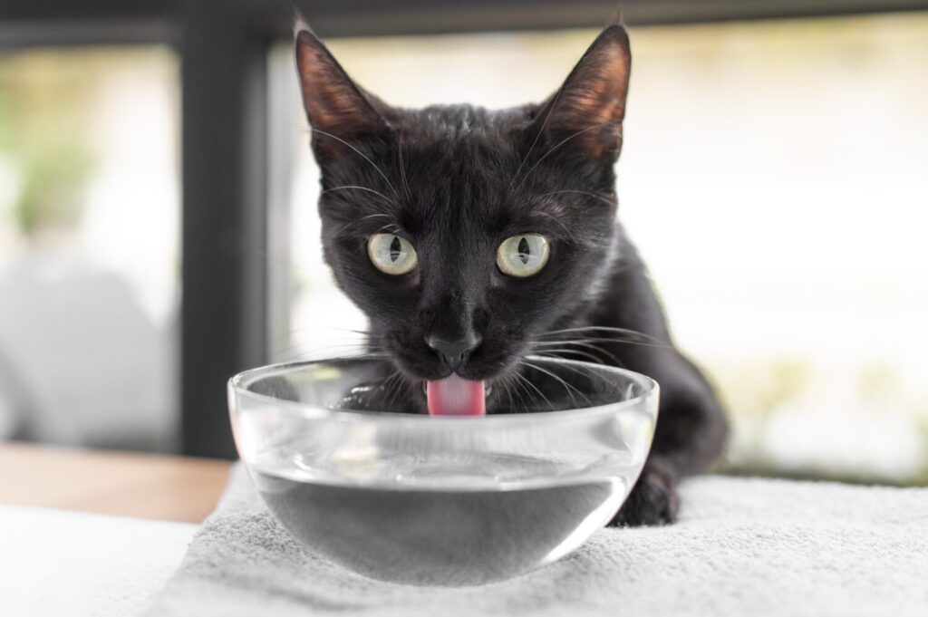 кошка много пьет, кошка пьет много воды, кошка не пьет воду, кошка стала много пить, кошка много писает, жидкий стул у кота, жидкий стул у кошки кошка много пьет, кошка пьет много воды, кошка не пьет воду, кошка стала много пить, кошка много писает, жидкий стул у кота, жидкий стул у кошки