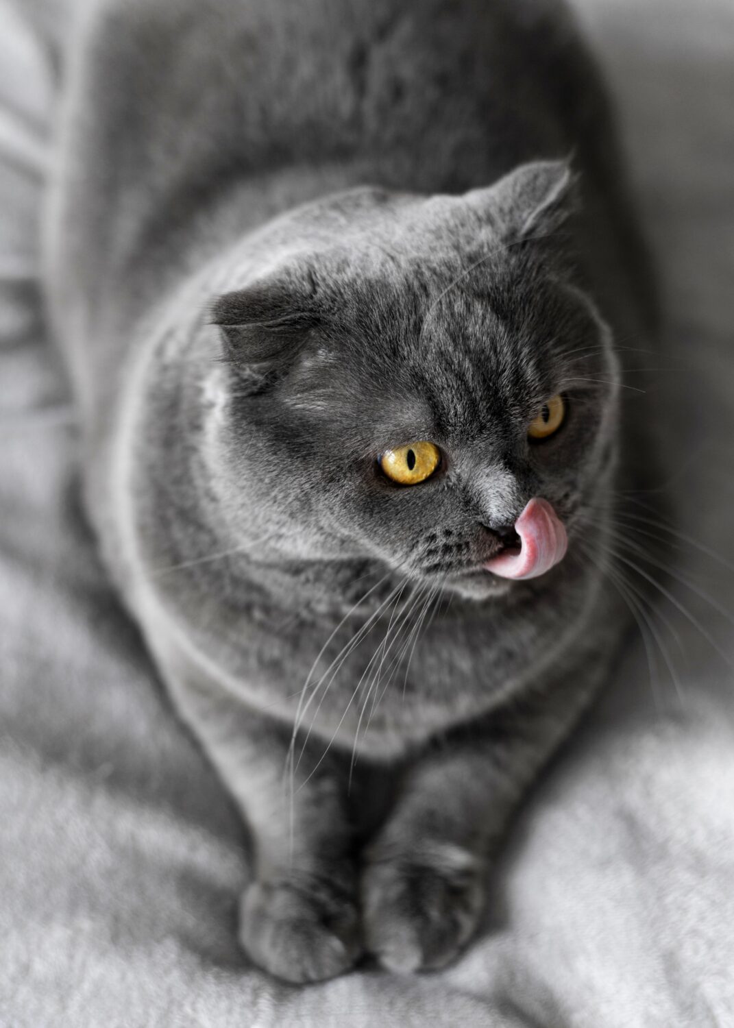 ожирение у кошек, толстая кошка, как похудеть кошке, кошка много ест, кошка тяжело дышит ожирение у кошек, толстая кошка, как похудеть кошке, кошка много ест, кошка тяжело дышит