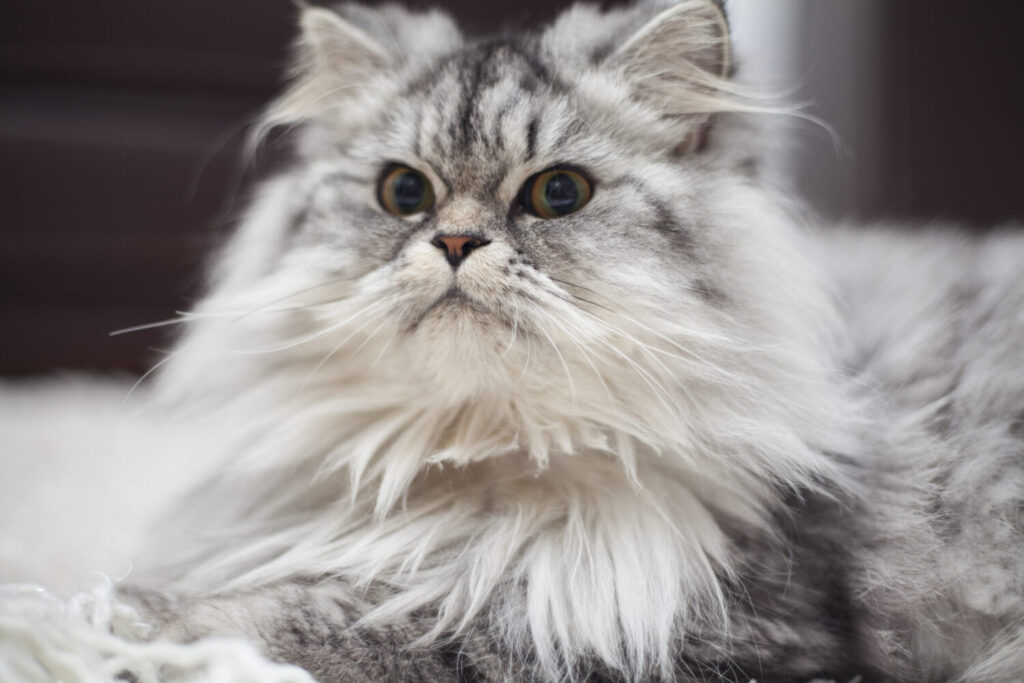 кошки с длинной шерстью, длинношерстные кошки, стрижка кошек, вычесывали кошек, колтуны у кошки, можно ли мыть кошек, зачем мыть кошку кошки с длинной шерстью, длинношерстные кошки, стрижка кошек, вычесывали кошек, колтуны у кошки, можно ли мыть кошек, зачем мыть кошку