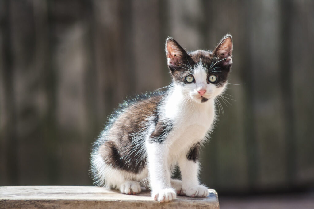 как приручить котенка, осмотр котенка, подобрали котенка с улицы, кормление котят, чем кормить котенка как приручить котенка, осмотр котенка, подобрали котенка с улицы, кормление котят, чем кормить котенка