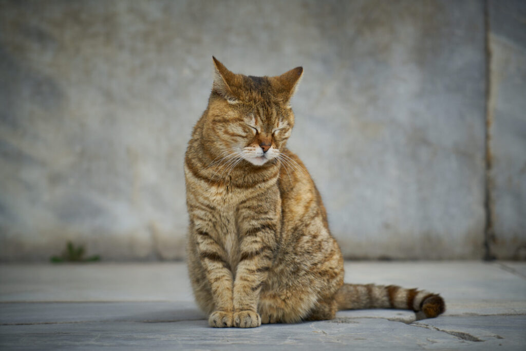 кошка грустит, кошка не ест, собака не ест, кошка орет, собака воет, кошка портит мебель, собака грызет мебель кошка грустит, кошка не ест, собака не ест, кошка орет, собака воет, кошка портит мебель, собака грызет мебель