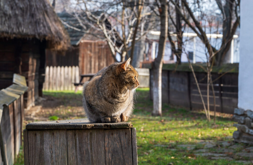 кошку на дачу, сетка от кошек, тепловой уудар у кошки, тепловой удар у собаки, собаке жарко, опасные растения для кошек, опасные растения для собак кошку на дачу, сетка от кошек, тепловой уудар у кошки, тепловой удар у собаки, собаке жарко, опасные растения для кошек, опасные растения для собак