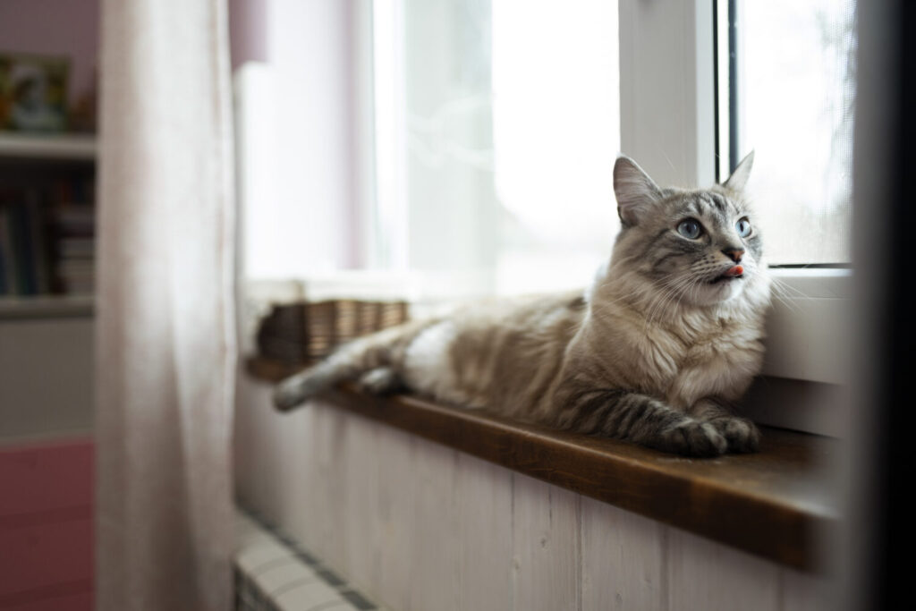кошка выпала с окна, почему кошка может выжить после падения с высоты кошка выпала с окна, почему кошка может выжить после падения с высоты