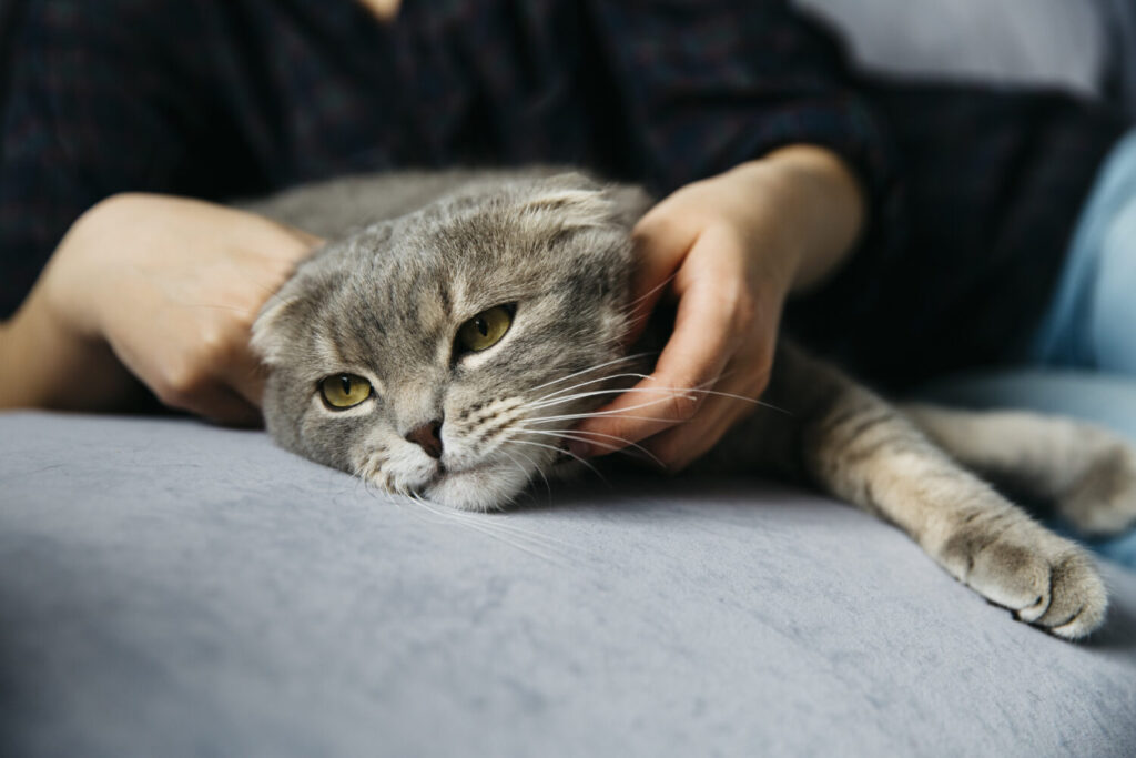 кошка плохо дышит, собака плохо дышит, кшка задыхается, собака задыхается, собака потеряла сознание, кошка потеряла сознание, судороги у кошки, судороги у собаки, кошку рвет, собаку рвет кошка плохо дышит, собака плохо дышит, кшка задыхается, собака задыхается, собака потеряла сознание, кошка потеряла сознание, судороги у кошки, судороги у собаки, кошку рвет, собаку рвет